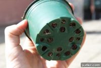 Transplanting Chilli Seedlings: When and How to Repot