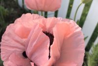 Mid Coast Maine Gardening Zone 6a – Poppies, Lupine, Sunflowers