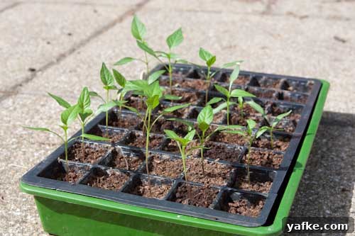 Leggy Chilli Seedlings