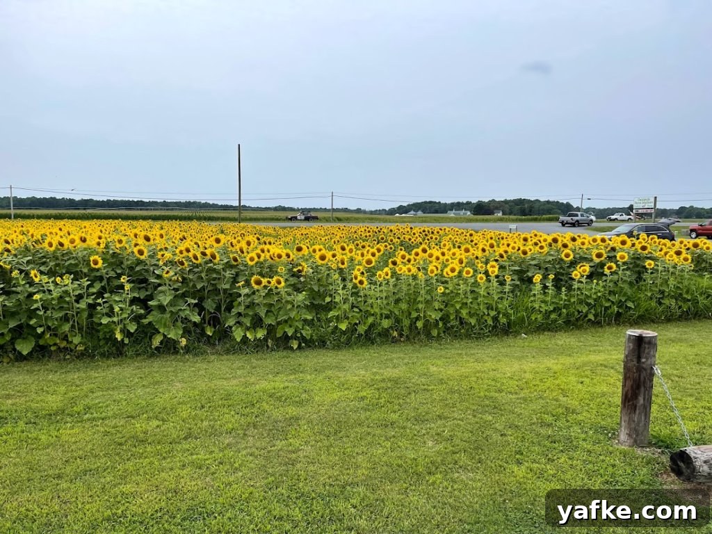 Gluten-Free Bed and Breakfast in Berlin: The Inn 5 sunflower field
