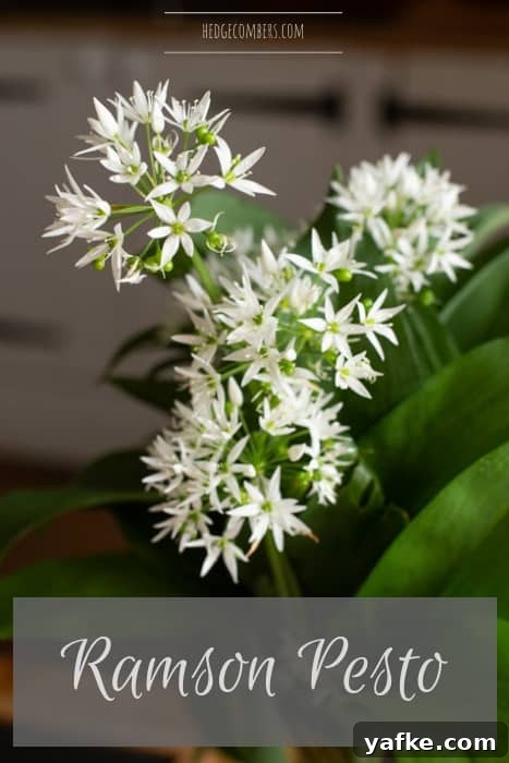 Wild Garlic Pesto Recipe for Spring 9 wild garlic ramson flowers in a vase