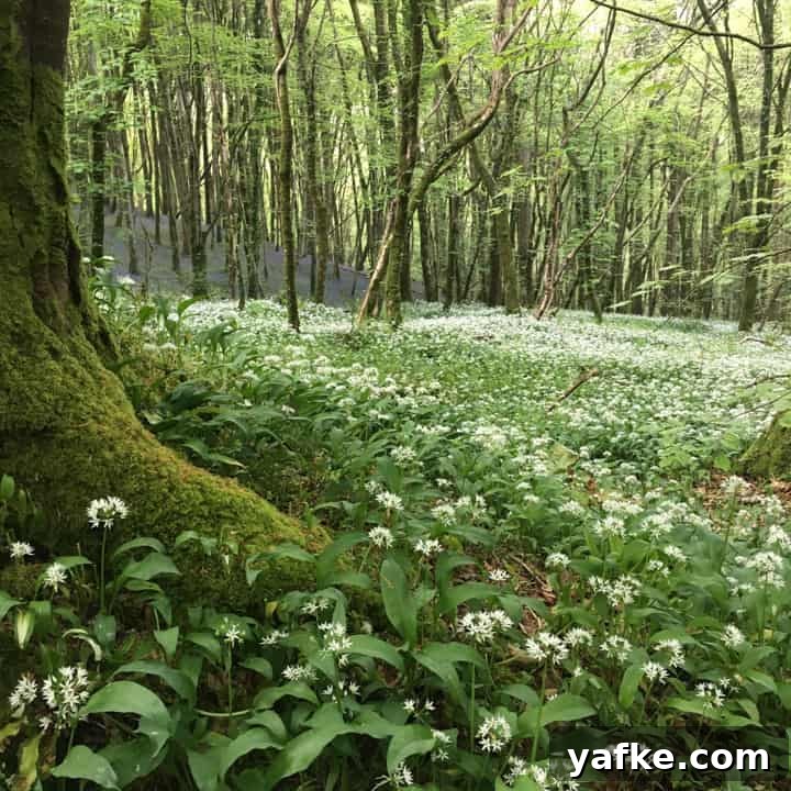 Wild Garlic Pesto Recipe for Spring 3 English woodland carpeted with wild garlic ramsons and bluebells