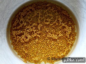 Mustard seeds soaking in wine and vinegar
